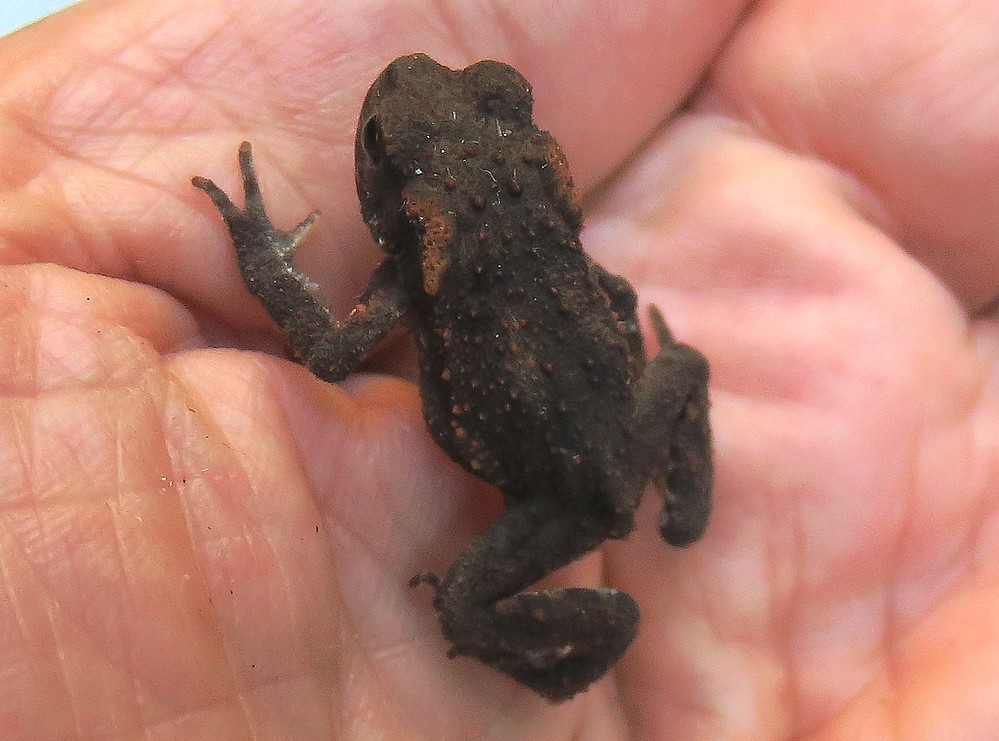 UN SEMPLICE GIOVANE ROSPETTO ? giovane Bufo bufo